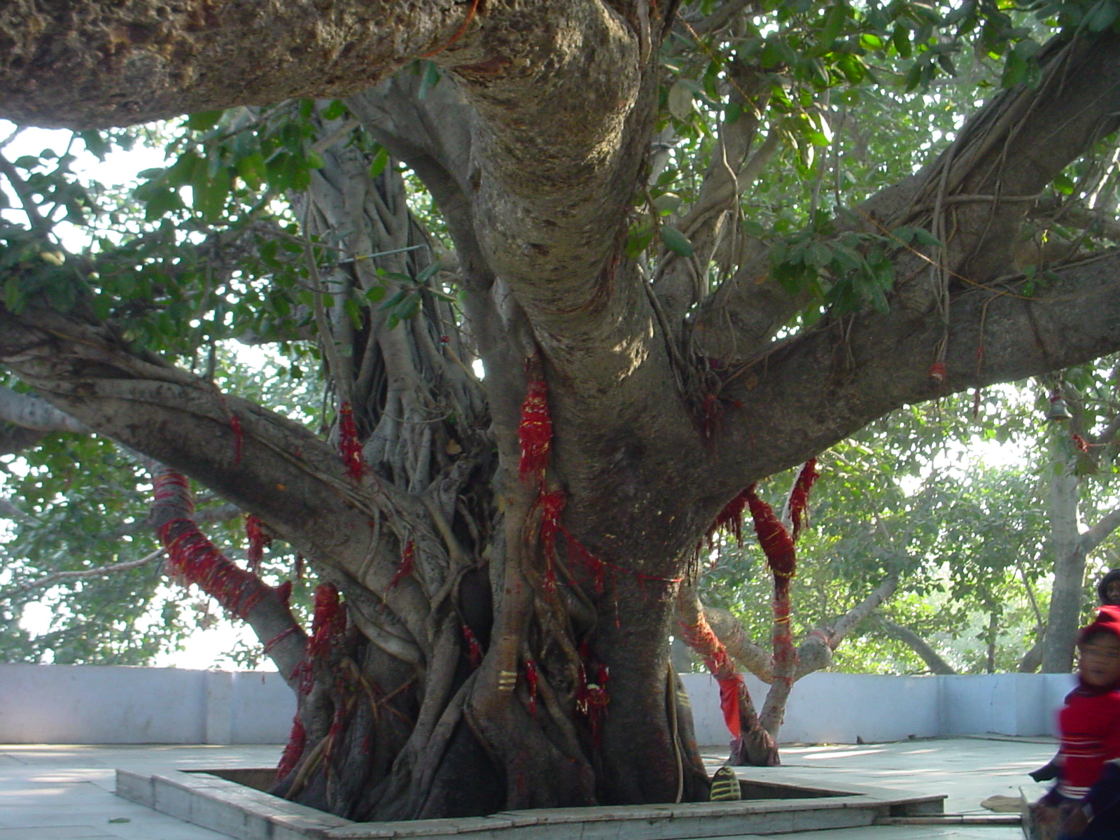 Shukratal Ancient Banyan Tree